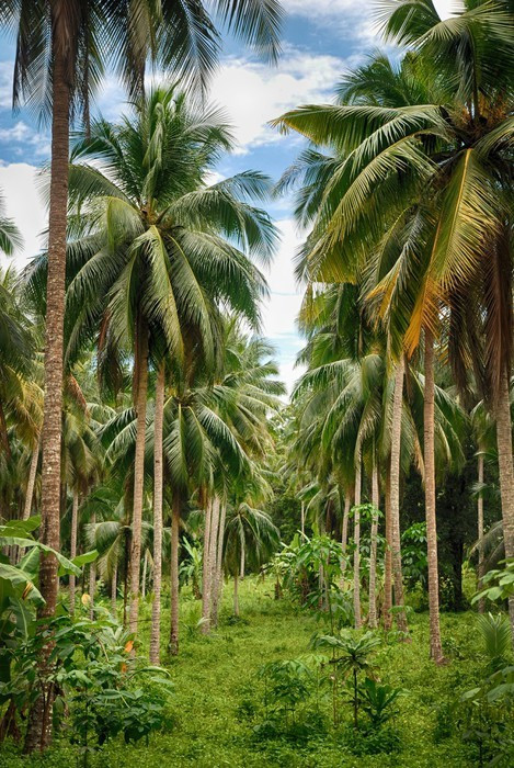 Fototapeta Las Kokosowe drzewo
