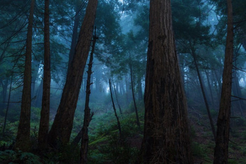 Fototapeta Duży las sur sekwoja