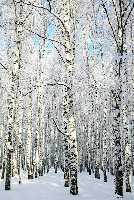 Fototapeta Aleja w zimowym lesie brzozy
