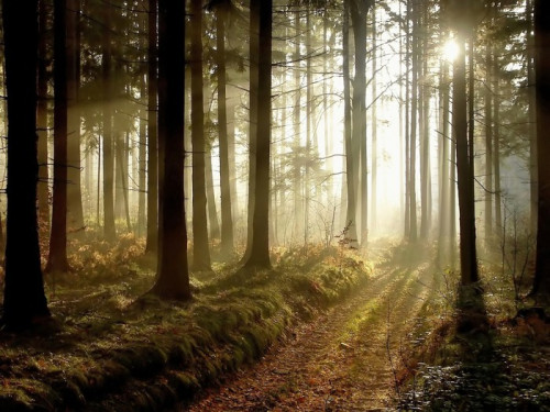 Fototapeta Ścieżka las o zachodzie słońca