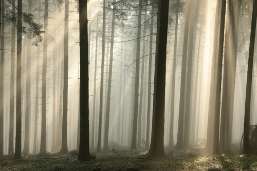 Fototapeta Promienie słoneczne przechodzą przez drzewa w lesie drzew iglastych