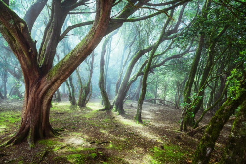 Fototapeta Niezwykły las