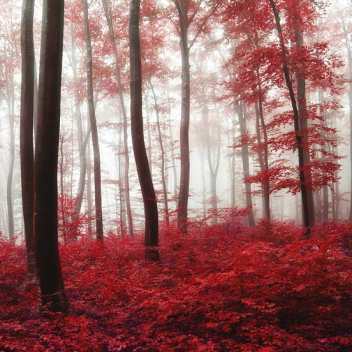 Fototapeta Blask światła lesie jesienią