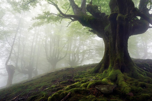 Fototapeta Mglisty las z tajemniczych drzew z korzeniami skręconych