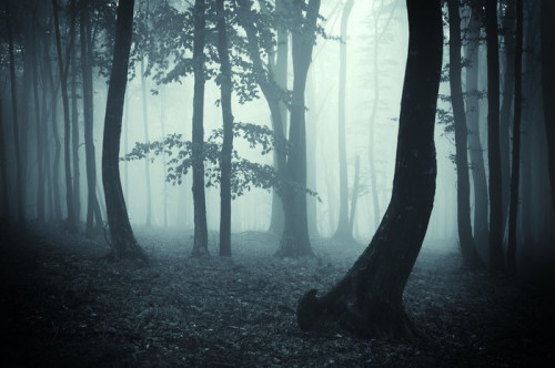 Fototapeta Sylwetki drzew w ciemnym lesie