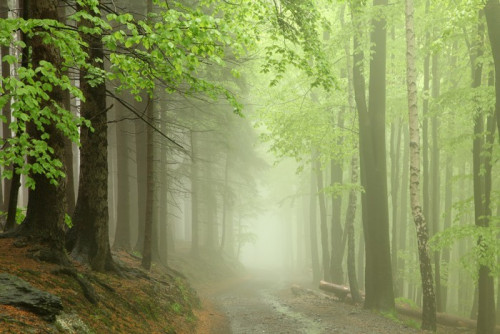Fototapeta Ścieżka przez las wczesną wiosną podczas opadów deszczu