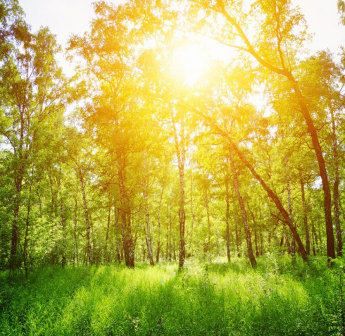 Fototapeta Brzozowy las w słoneczny dzień. Zielony las w lecie