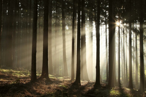 Fototapeta Misty las iglasty podświetlaną przez wschodzące słońce