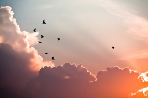 Fototapeta Ptaki nad chmurami