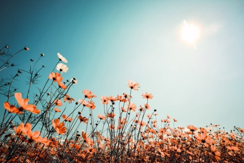 Fototapeta Rocznik krajobrazowy natury tło piękny kosmosu kwiatu pole na niebie z światłem słonecznym w wiośnie. efekt filtra koloru vintage