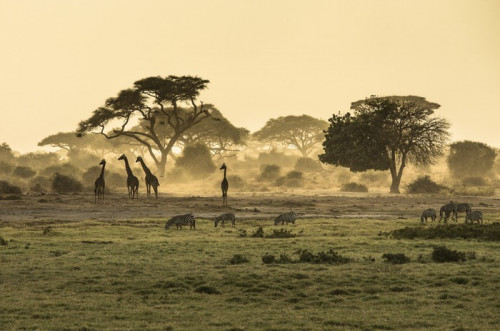 Fototapeta Sylwetka di żyrafa