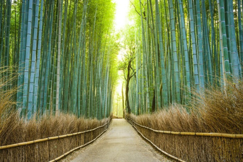 Fototapeta Kyoto, Japonia Bamboo Forest