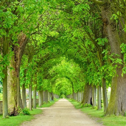 Fototapeta Park mit tunnelartiger lindenallee im frühling, frisches grünes laub