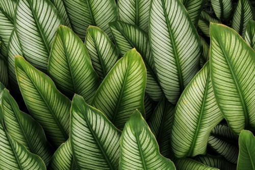 Fototapeta Zielony liść z białymi paskami calathea majestica, liści tropikalnych roślin natura pozostawia wzór na ciemnym tle.