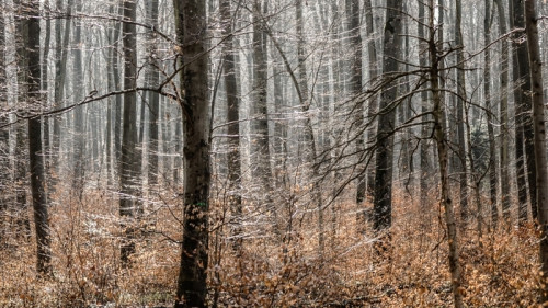 Fototapeta Przyroda i las