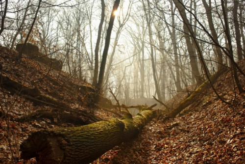 Fototapeta Piękny mglisty nagi las z sunbeam i omszały upadły dziennik na pierwszym planie