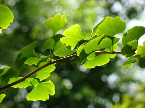 Fototapeta Liści ginkgo