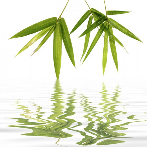 Fototapeta Młode zielone liście bambusa