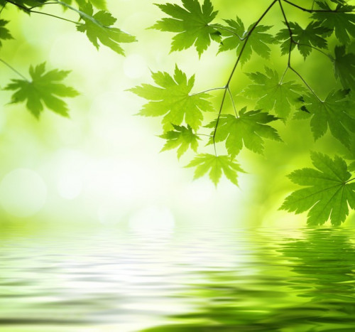 Fototapeta Zielone liście, odzwierciedlając w wodzie