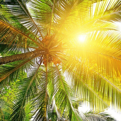 Fototapeta Światła słonecznego przez liście palm