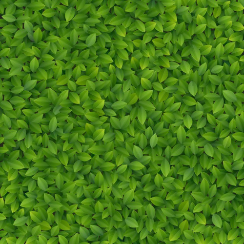 Fototapeta Zielone liście tekstury