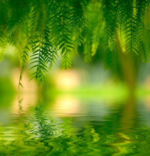 Fototapeta Zielone liście tło. Shallow DOF