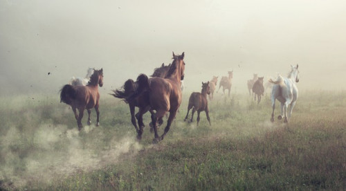 Fototapeta Grupa koni na łące