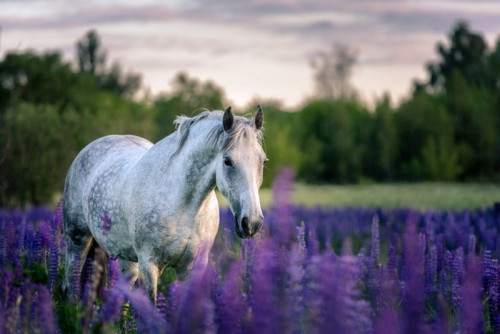 Fototapeta Portret siwego konia wśród kwiatów łubinu.