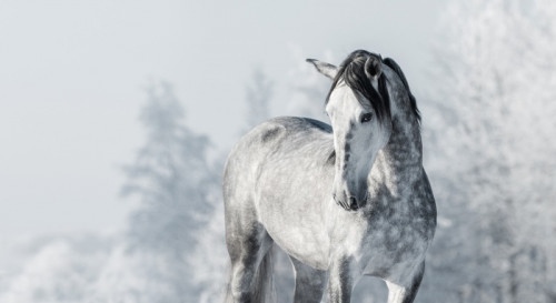 Fototapeta Portret hiszpańskiego thoroughbred szary koń w zimowym lesie.