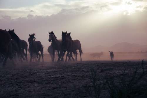 Fototapeta Równina z pięknymi końmi w słoneczny letni dzień w Turcji. stado koni pełnej krwi. stado koni biegnie szybko w pustynnym kurzu przed dramatyczne niebo zachód słońca. dzikie konie
