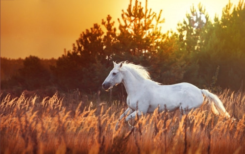 Fototapeta Bieg na białym koniu