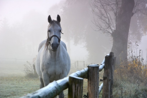Fototapeta Koń w porannej jesieni krajobraz