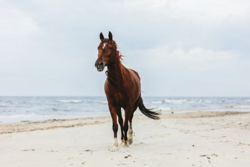 Fototapeta Samotny koń zatoki kłusując na plaży nad morzem.