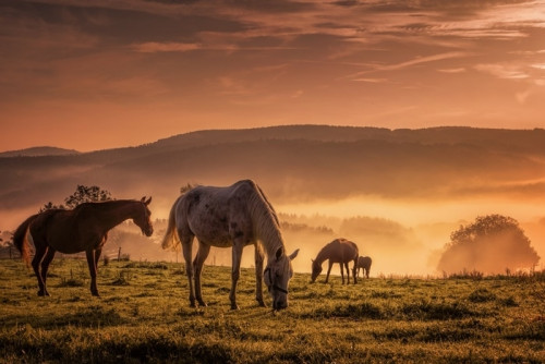 Fototapeta Pferde im nebel beim grasen