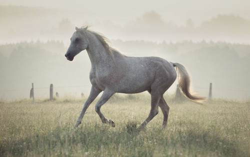 Fototapeta Znaleziono biały koń biegnie przez łąki