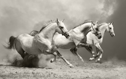 Fototapeta Białe konie w kurzu
