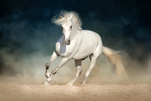 Fototapeta Biały koń biegnie do przodu w kurzu na ciemnym tle