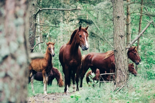Fototapeta Stado brązowych koni chodzących w zielonym lesie.