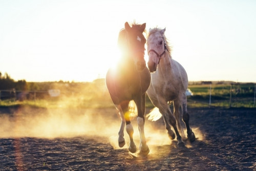 Fototapeta Biały i ciemny koń galopujący w piasku