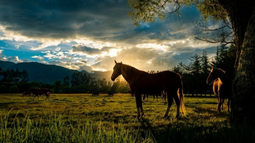 Fototapeta Koń zachodu słońca