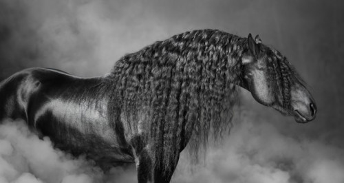Fototapeta Portrait of black Frisian horse with long mane in the smoke