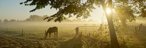 Fototapeta Samotny koń na jesiennym pastwisku