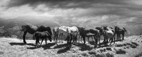 Fototapeta Konie na szczycie góry