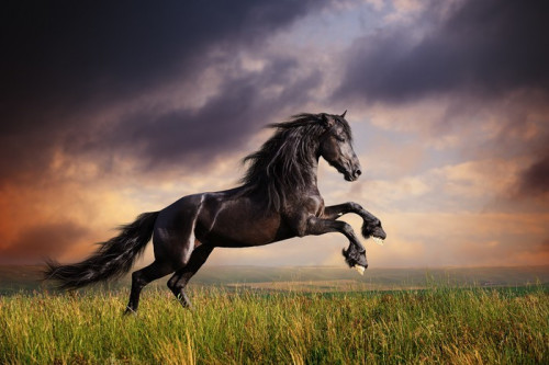 Fototapeta Czarny koń galop fryzyjski