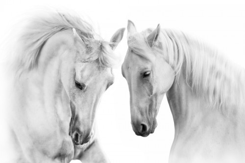 Fototapeta Para białego konia na białym tle