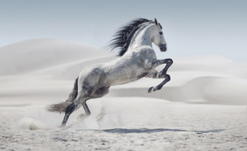 Fototapeta Zdjęcie przedstawia galopujący koń biały