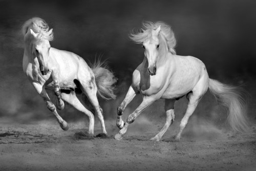 Fototapeta Koń cople w ruchu na pustyni przed dramatycznym ciemnym tle. czarno-biały obraz