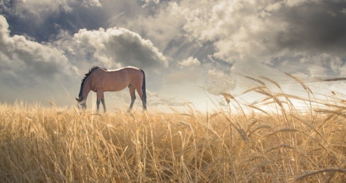 Fototapeta Wypas koni w polu