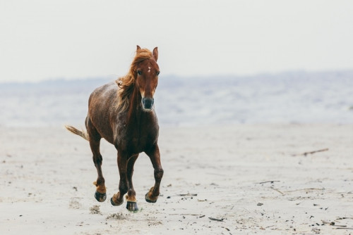 Fototapeta Samotny koń kroczący po piaszczystej plaży.