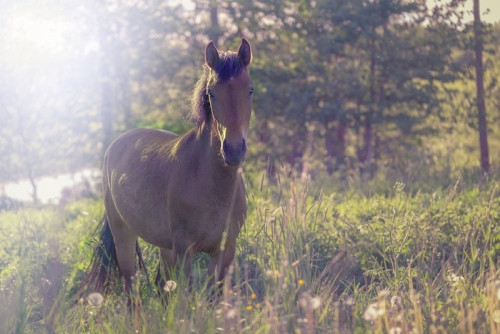 Fototapeta Brązowy koń w środku łąka w trawie, promienie słońca, stonowana.